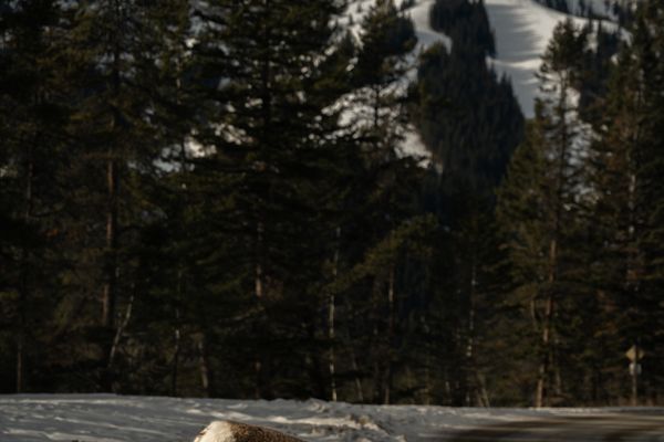 Bighorn sheep on the roadside in the Canadian Rockies, viewed at distance