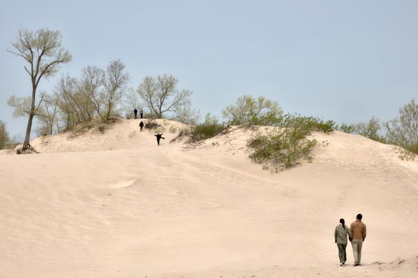 Sandbanks dunes and vineyard rows in Prince Edward County, Ontario