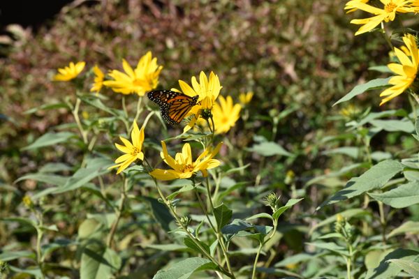 Monarch butterflies at Point Pelee National Park, the southernmost point of mainland Canada