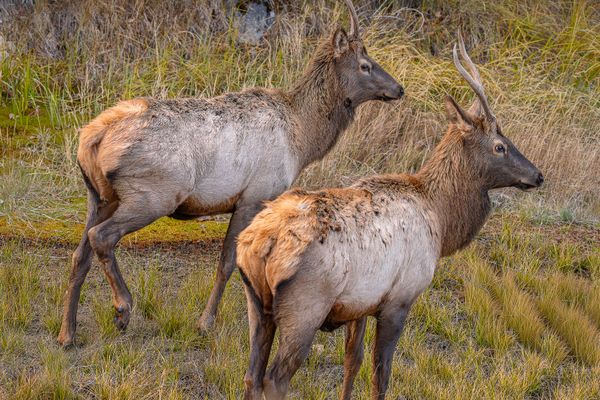 Evening wildlife outing beside a quiet road in Jasper