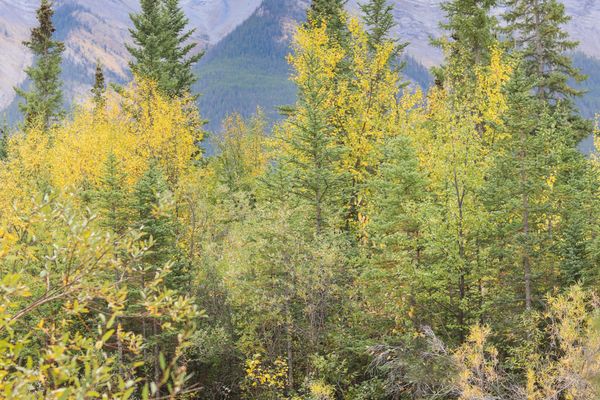 Elk grazing on a Jasper roadside meadow in autumn