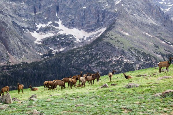 Elk beside the road near Jasper, viewed at distance with a guide