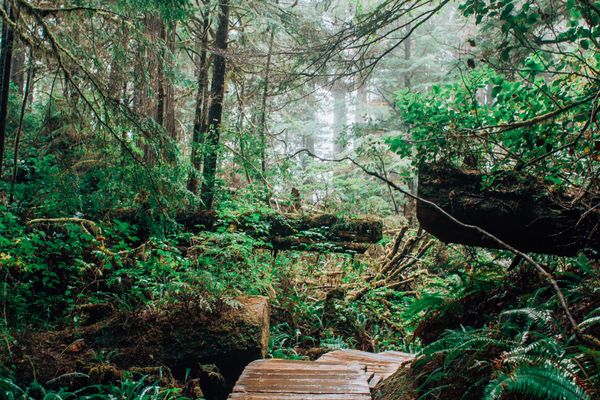 Rainforest trail on Meares Island near Tofino in winter