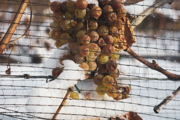 Icewine harvest at night in the Niagara wine region of Ontario