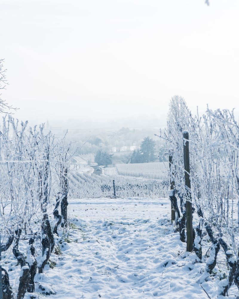 Niagara River and vineyard in winter on a private Ontario wine journey