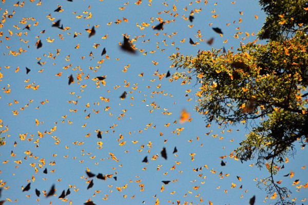 Monarch butterflies resting in Point Pelee National Park in autumn