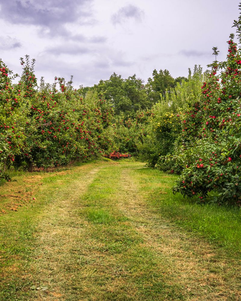 Orchard walk on Salt Spring Island in autumn