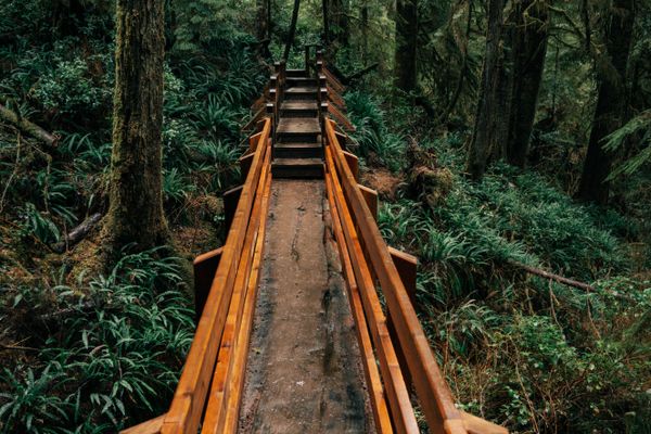 Old-growth forest walk on Meares Island near Tofino with a guide