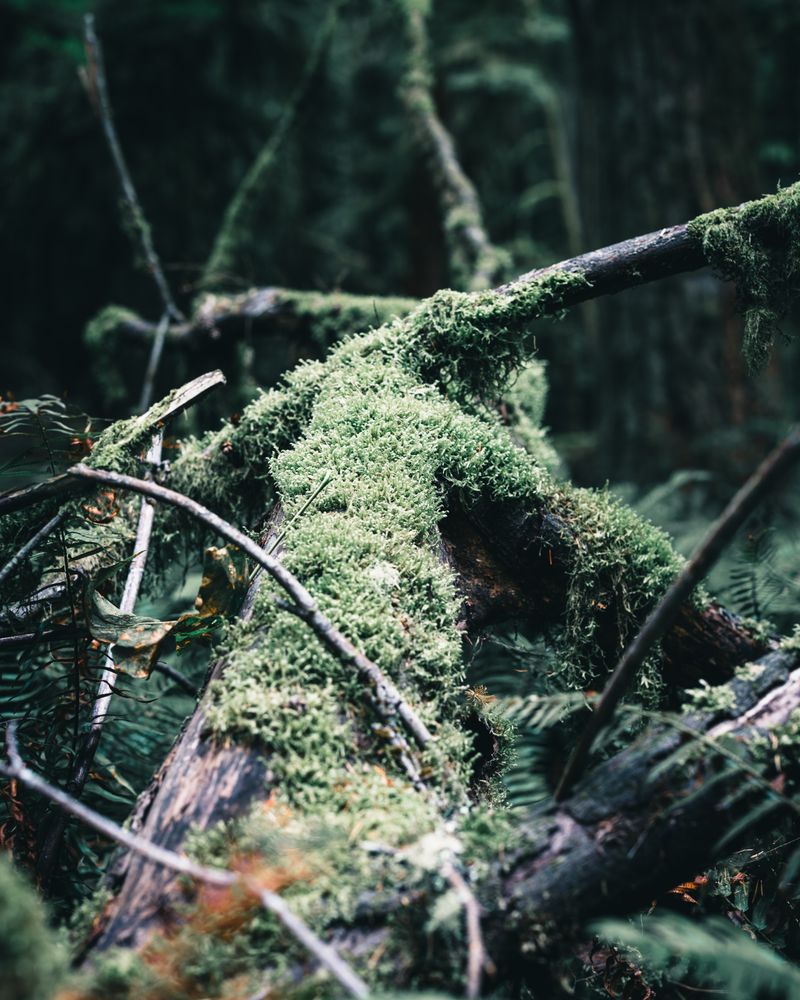 Rainforest trail above the beach near Tofino
